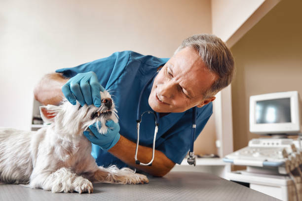 Best Emergency Tooth Extraction in Maple Lake, MN